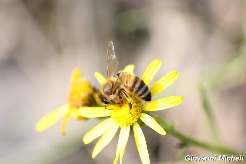 La vita in un fiore (Senecio inaequidens)